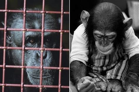 The Life Of Nim Chimpsky, The Most Human Chimp There Ever Was - Miss ...