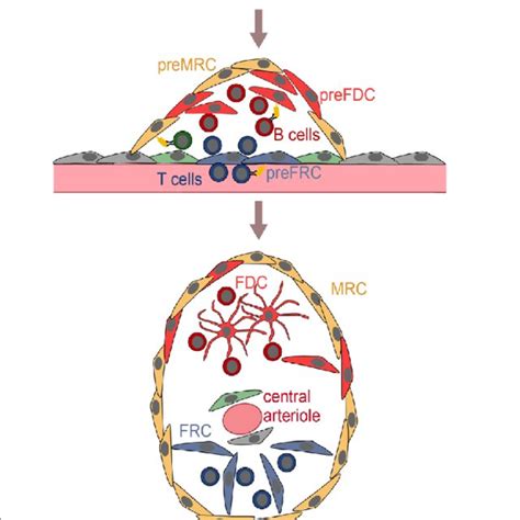 (PDF) How Follicular Dendritic Cells Shape the B-Cell Antigenome