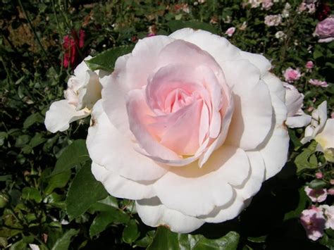 White Rose, flower, petals, white, rose, HD wallpaper | Peakpx