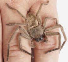 Avondale Spider | Spiders | Manaaki Whenua - Landcare Research