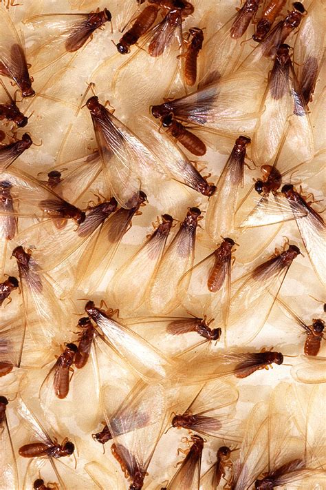 Termite Swarming: Winged Termites can Signal Active Colonies | Bain Pest Control Service