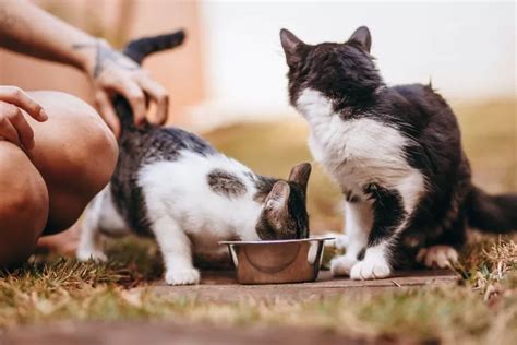 Jangan diberikan, Ini 5 makanan yang yang bahaya dan tidak Boleh Dimakan Kucing Peliharaan ...