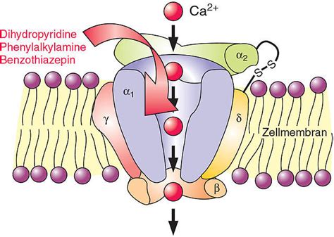 Calcium Channel Blockers : Mnemonic | Epomedicine