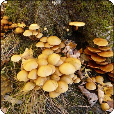 Armillaria root rot | ontario.ca