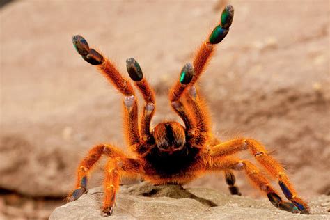 USAmbara Orange Baboon Spider Photograph by David Northcott - Pixels