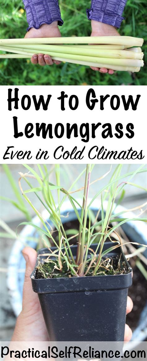 How to Grow Lemongrass Indoors or Outside | Grow lemongrass, Home vegetable garden, Easy garden