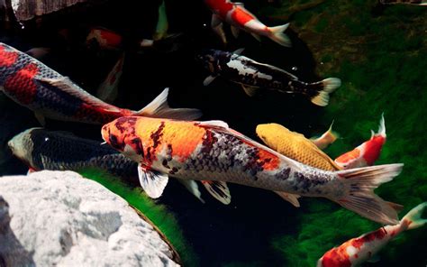 Koi Fish Wallpapers - Wallpaper Cave