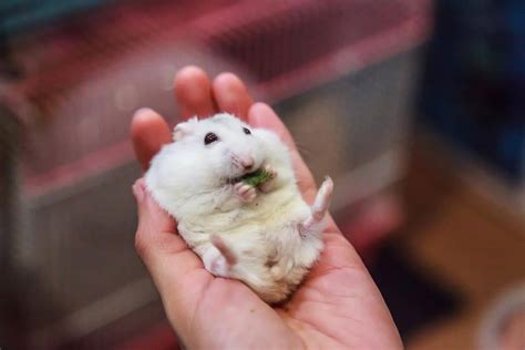 Do Hamsters Have Tails? – Hamsters101.com