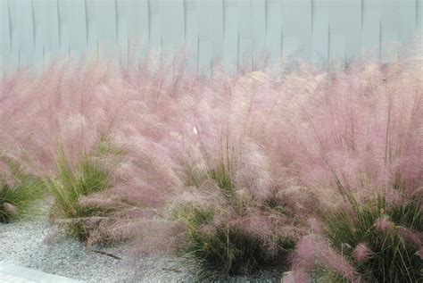 Muhly Grass — Florida Native Plants Nursery & Landscaping