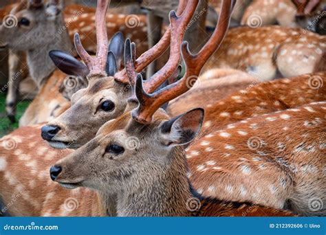 Sika Deer, Two Males with Antlers in a Herd in Nara Park, Japan Stock ...