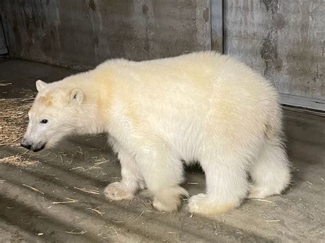 Polar bear cub wandering North Slope oil field is captured and sent to Alaska Zoo in Anchorage ...