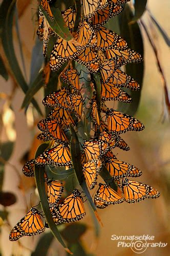 Pismo Beach Monarch Butterfly Grove | Synnatschke Photography Blog