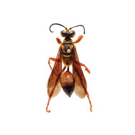 A Side by Side Comparison of the Northern Giant Hornet and Other Insects | NC State Extension