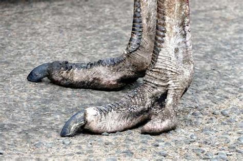 Weird Animal Feet You Have To See To Believe