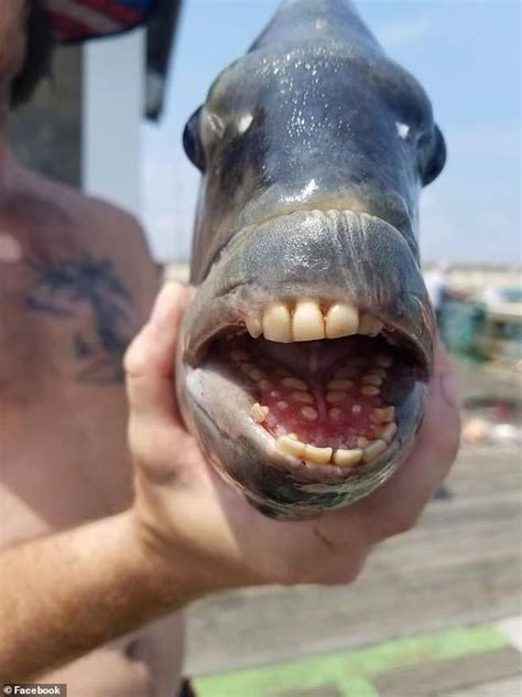 Bizarre fish with a mouth full of human-like teeth is caught off the coast of North Carolina ...