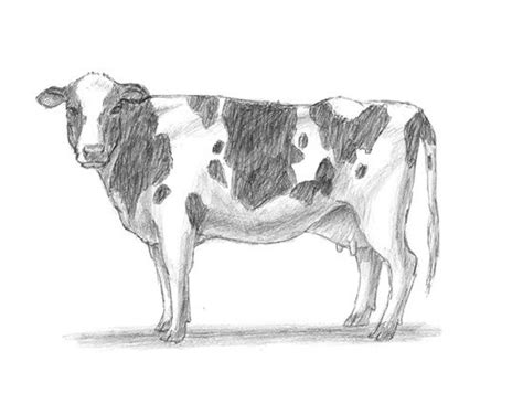 Dairy Cow Sketch at PaintingValley.com | Explore collection of Dairy Cow Sketch