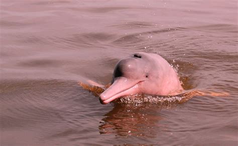 Pink Dolphin Day in the Amazon