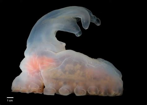 5,000 New Species Identified at Site of Planned Deep-Sea Mine | Sports, Hip Hop & Piff - The Coli