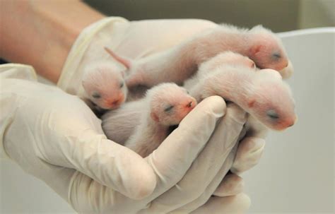 6 endangered black-footed ferrets born at Phoenix Zoo