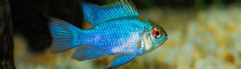 Blue Ram Cichlid Care Guide - Diet, Breeding & More » Petsoid