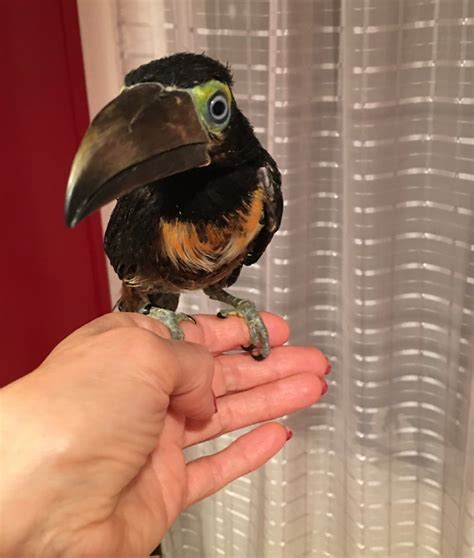 Collared aracari babys for Sale