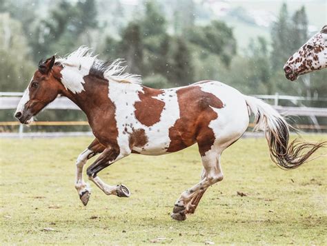 White Horses with Brown Spots | Photos & Info | LearningHorses.com