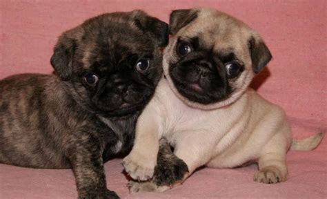 Pin by Bailey Puggins The Pug on Brindle Pug Puppies | Baby pugs, Pugs funny, Pug puppies