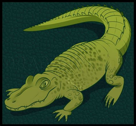 How To Draw A Gator, Step by Step, Drawing Guide, by Dawn - DragoArt