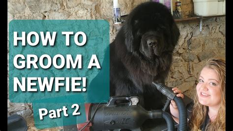 NEWFOUNDLAND DOG GROOMING // How to groom your Newfie Part 2 - YouTube