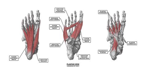 CrossFit | The Foot, Part 1: Muscles