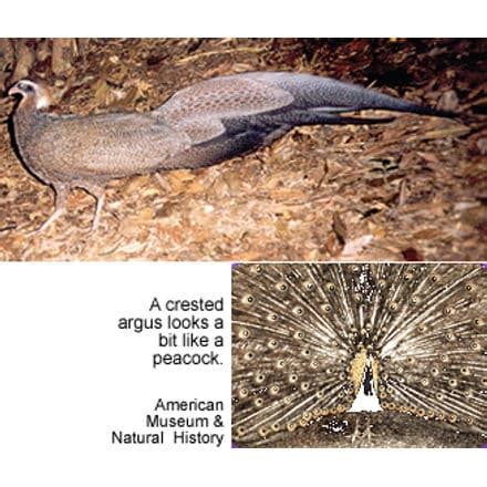 Crested Argus (Rheinardia ocellata) Information | Earth Life