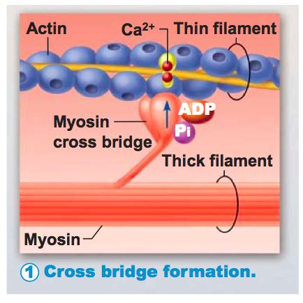 muscle contraction steps Flashcards | Quizlet