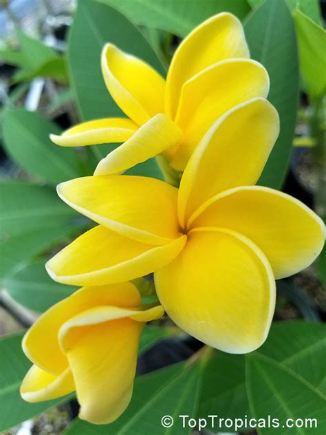 Plumeria rubra Yellow, Plumeria acutifolia, Frangipani, Temple tree ...