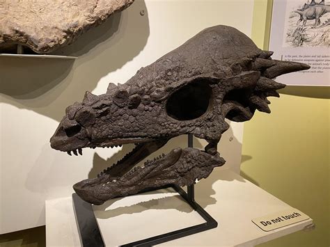 Pachycephalosaurus skull at the Raymond M. Alf Museum of Paleontology. : r/FossilPorn