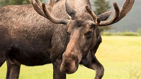 15 Alaska State Symbols to Look For - Princess Cruises