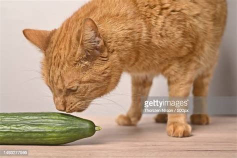 Cat Cucumber Photos and Premium High Res Pictures - Getty Images