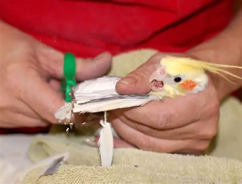Clipping Cockatiel Wings: Is It Cruel? How To Do It At Home?