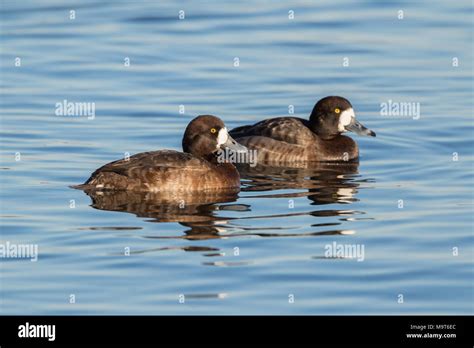 Bluebill Duck High Resolution Stock Photography and Images - Alamy