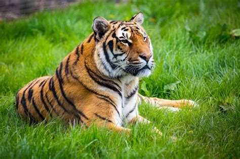 Tiger Images Free Download Beautiful Tiger Latest HD images & Pictures for Desktop Wallpapers ...