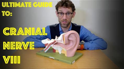 Cranial Nerve VIII - The Vestibulocochlear Nerve - Ultimate Guide to Cranial Nerve Examination ...