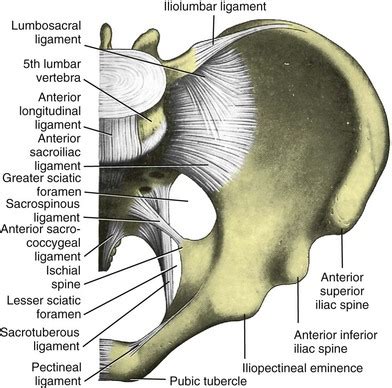 Vaginal and Abdominal Reconstructive Surgery for Pelvic Organ Prolapse | Abdominal Key