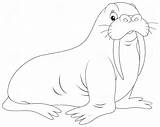 Walrus Coloring Pages To Download And Print For Free sketch template