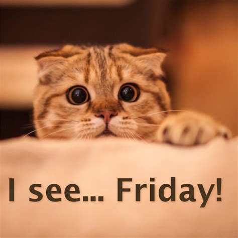 Funny Tgif Meme Tumblr - discounted4gphone.blogspot.com