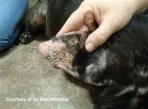 Sarcoptic Mange In Dogs: A Complete Breakdown Of The Symptoms And Treatment | Kingsdale Animal ...