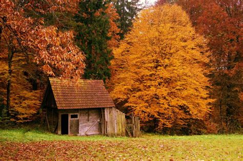 As mais belas casas na floresta (20 fotos) - Metamorfose Digital