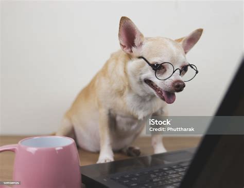 Brown Short Hair Chihuahua Dog Wearing Eyeglasses Sitting On Wooden Floor With Computer Laptop ...