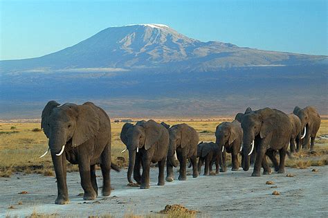 File:Elephants at Amboseli national park against Mount Kilimanjaro.jpg ...