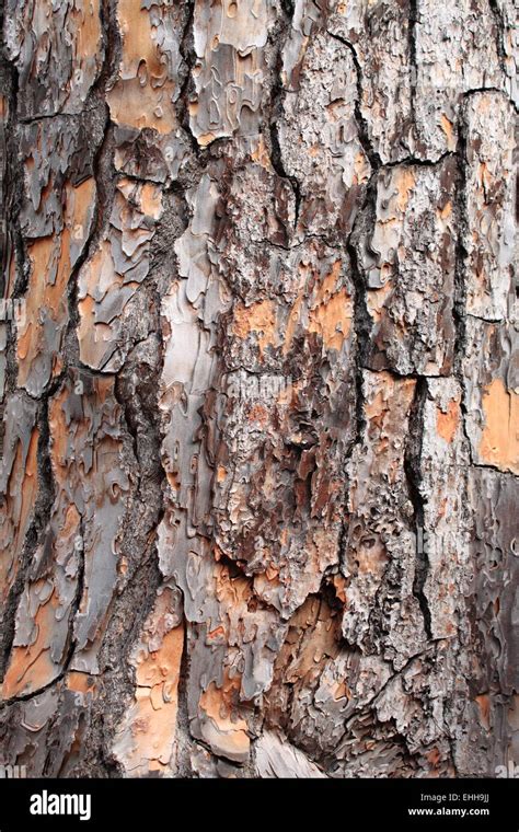 Pine tree bark Stock Photo - Alamy