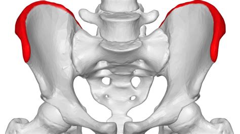 Iliac crest pain: Causes, exercises, and treatment