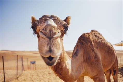 How Camels That Live in the Desert Can Survive for Weeks Without Water ...